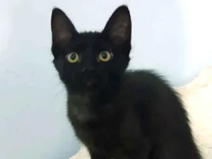 Gato raça SRD-ViraLata idade 2 a 6 meses nome Miss Pantera