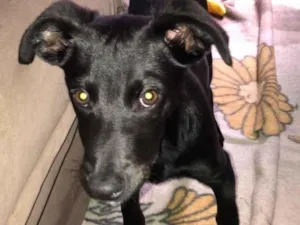 Cachorro raça SRD-ViraLata idade 2 a 6 meses nome Tupac