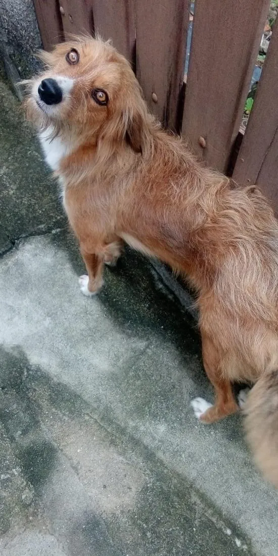 Cachorro raça SRD-ViraLata idade 3 anos nome Mel