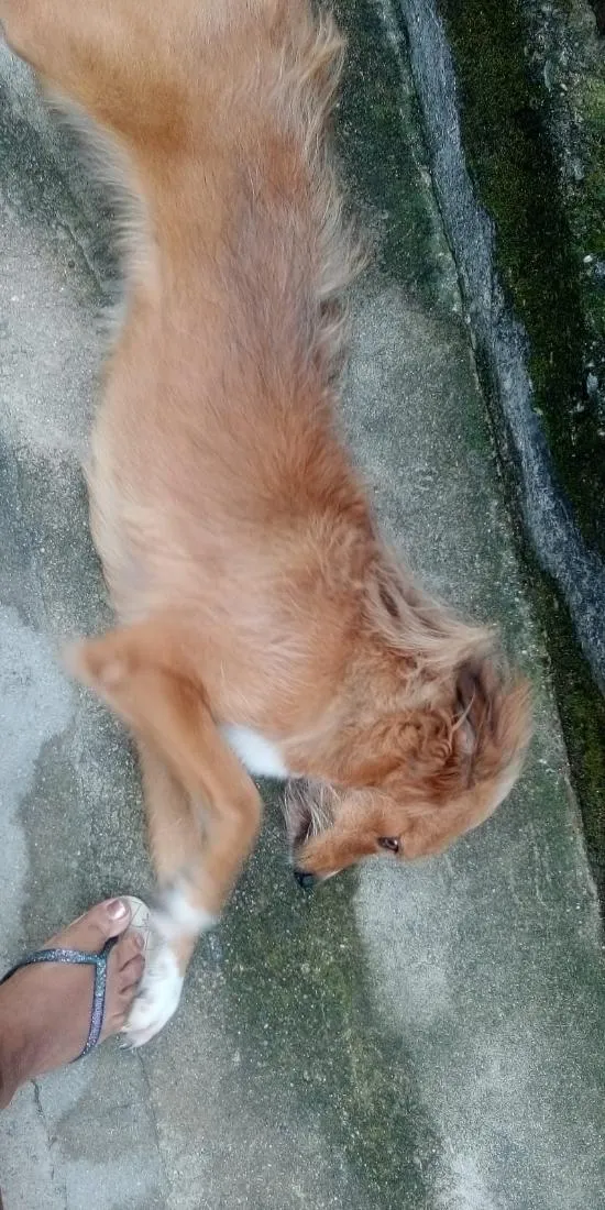 Cachorro raça SRD-ViraLata idade 3 anos nome Mel