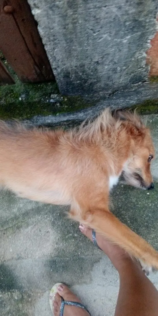Cachorro raça SRD-ViraLata idade 3 anos nome Mel