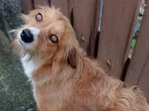 Cachorro raça SRD-ViraLata idade 3 anos nome Mel