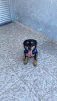 Timão