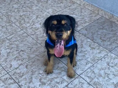 Cachorro raça SRD-ViraLata idade 1 ano nome Timão