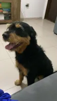 Timão