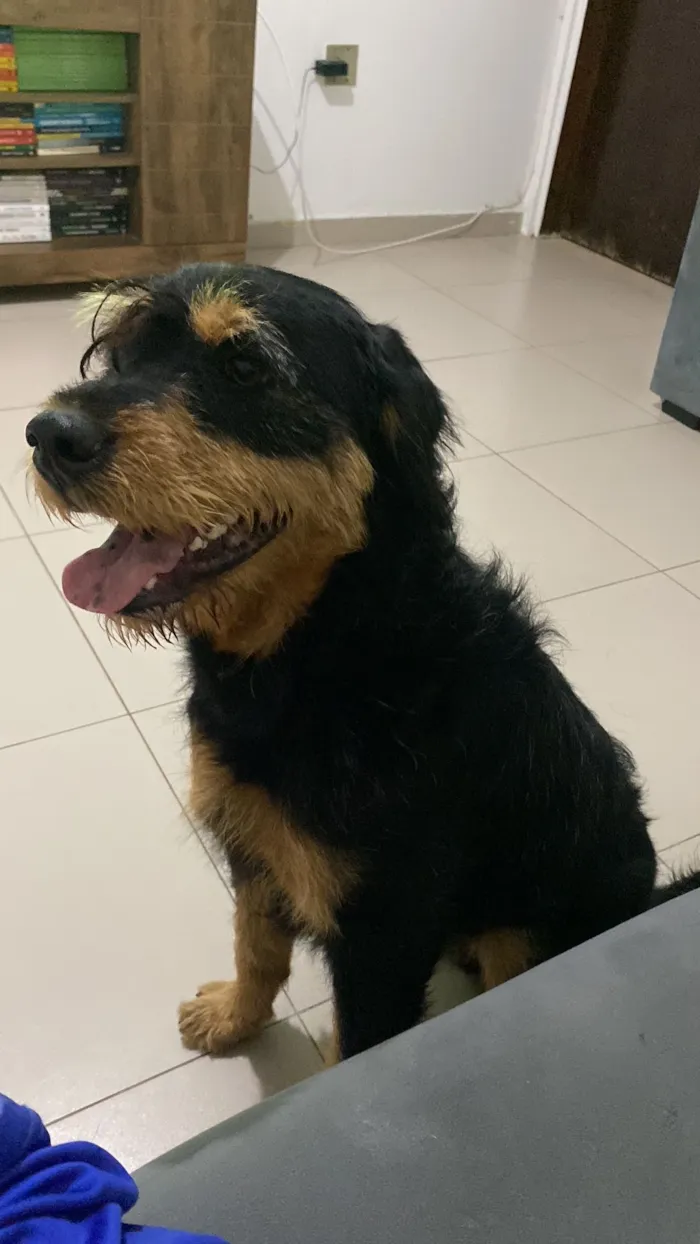 Cachorro raça SRD-ViraLata idade 1 ano nome Timão
