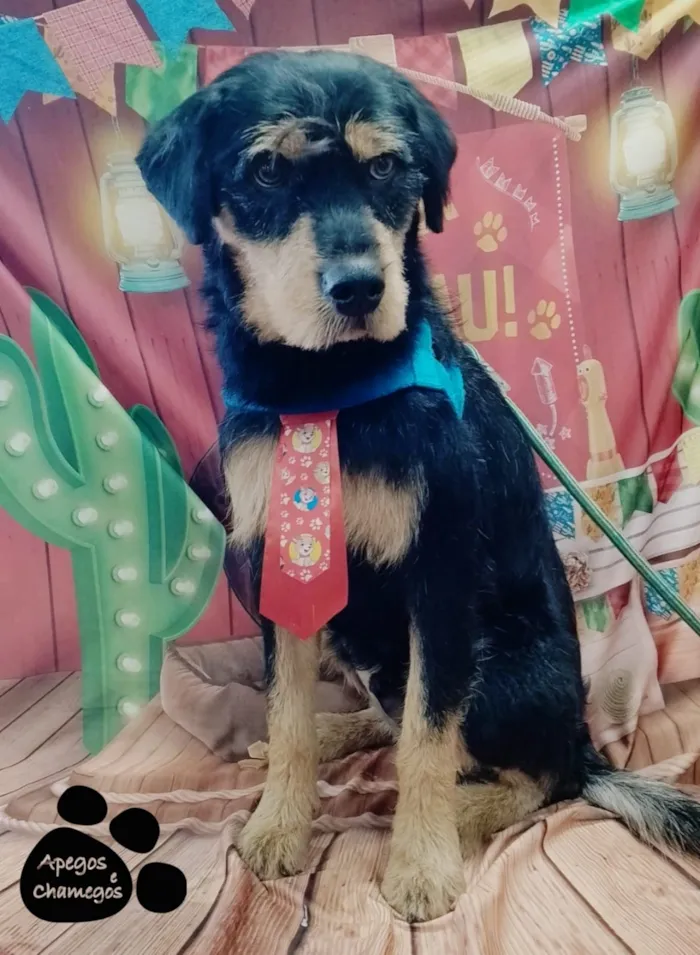 Cachorro raça SRD-ViraLata idade 1 ano nome Timão