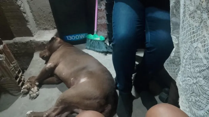 Cachorro raça Pit-Bull idade 1 ano nome Bara