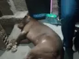 Bara