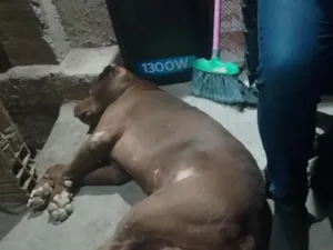 Cachorro raça Pit-Bull idade 1 ano nome Bara