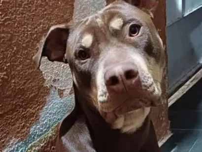 Cachorro raça Pit-Bull idade 3 anos nome HERCULES