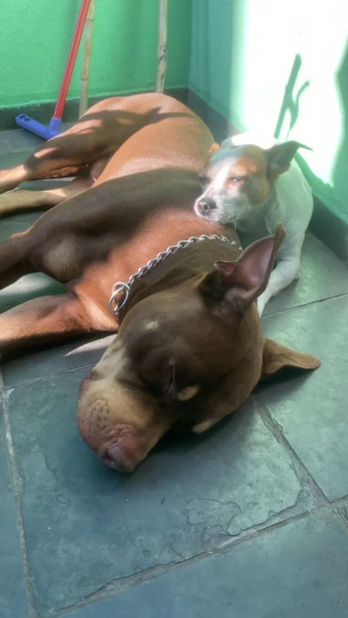Cachorro raça Pit-Bull idade 3 anos nome HERCULES
