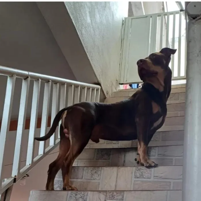 Cachorro raça Pit-Bull idade 3 anos nome HERCULES