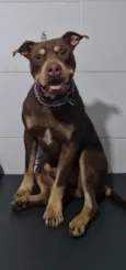 HERCULES