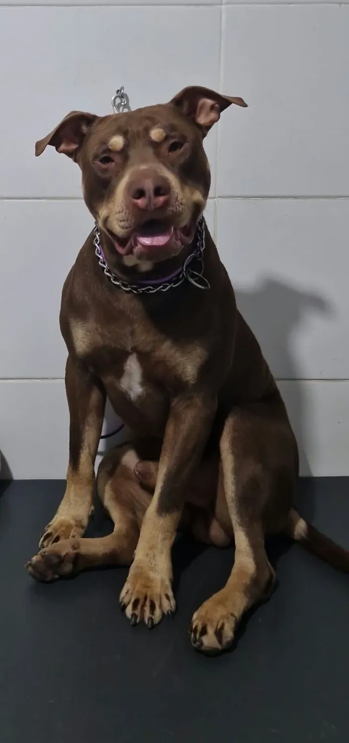 Cachorro raça Pit-Bull idade 3 anos nome HERCULES