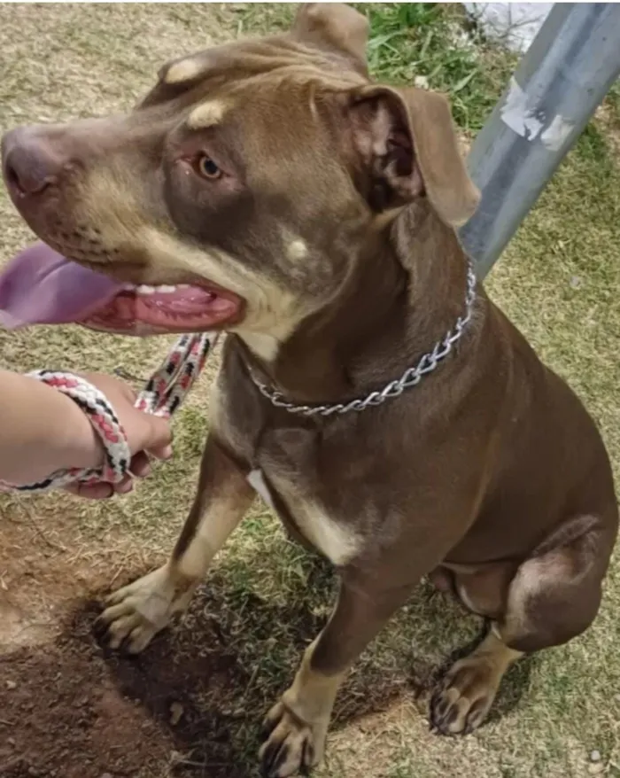 Cachorro raça Pit-Bull idade 3 anos nome HERCULES