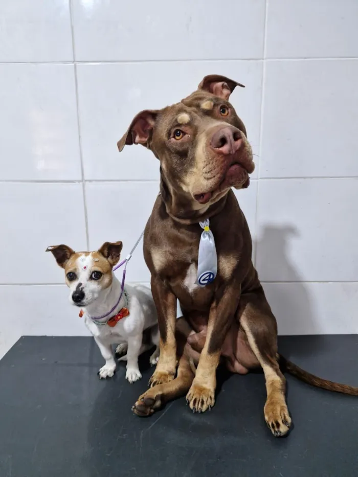 Cachorro raça Pit-Bull idade 3 anos nome HERCULES