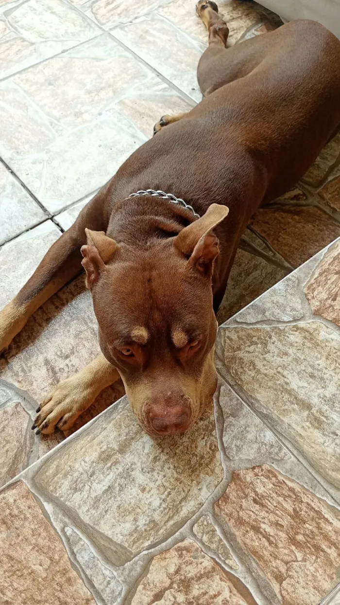 Cachorro raça Pit-Bull idade 3 anos nome HERCULES