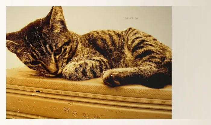 Gato raça SRD-ViraLata idade 2 a 6 meses nome Geto