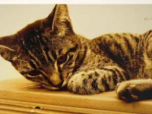 Gato raça SRD-ViraLata idade 2 a 6 meses nome Geto
