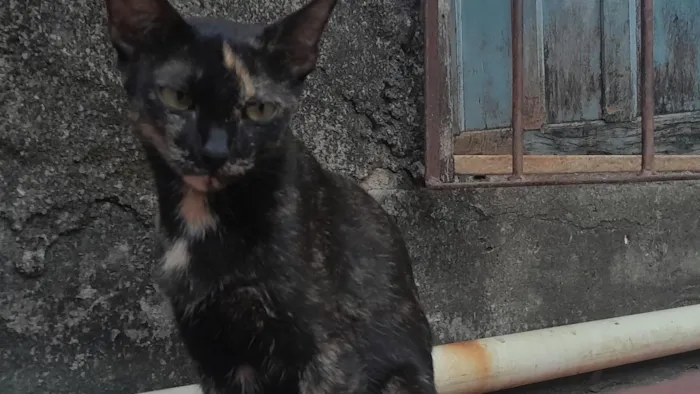 Gato raça SRD-ViraLata idade 1 ano nome Trix