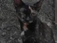 Trix