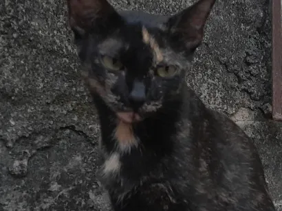 Gato raça SRD-ViraLata idade 1 ano nome Trix