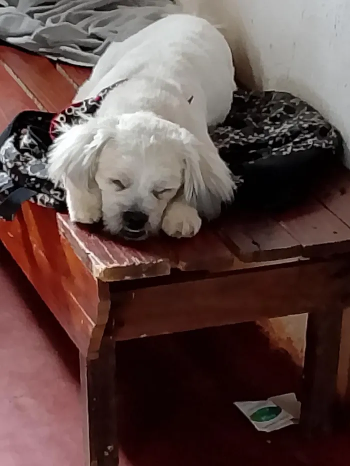 Cachorro raça Shitzu idade 1 ano nome Hades