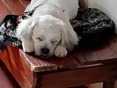 Cachorro raça Shitzu idade 1 ano nome Hades