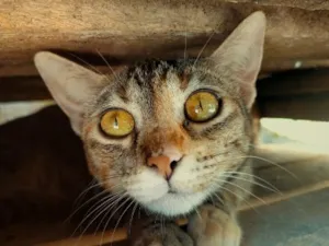 Gato raça SRD-ViraLata idade 2 anos nome Princesa