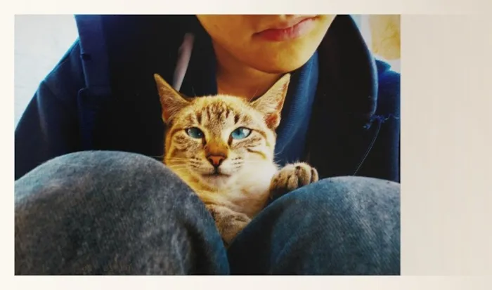 Gato raça SRD-ViraLata idade 1 ano nome Pérola 