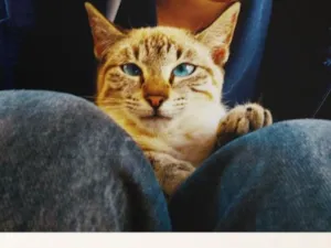 Gato raça SRD-ViraLata idade 1 ano nome Pérola 
