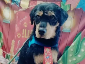 Cachorro raça SRD-ViraLata idade 1 ano nome Timão