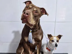 Cachorro raça Pit-Bull idade 3 anos nome HERCULES