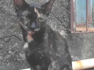 Gato raça SRD-ViraLata idade 1 ano nome Trix