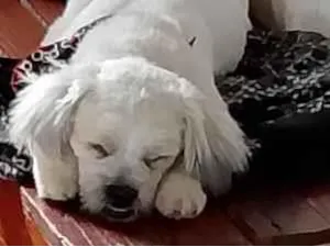 Cachorro raça Shitzu idade 1 ano nome Hades