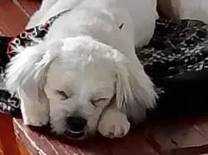 Cachorro raça Shitzu idade 1 ano nome Hades