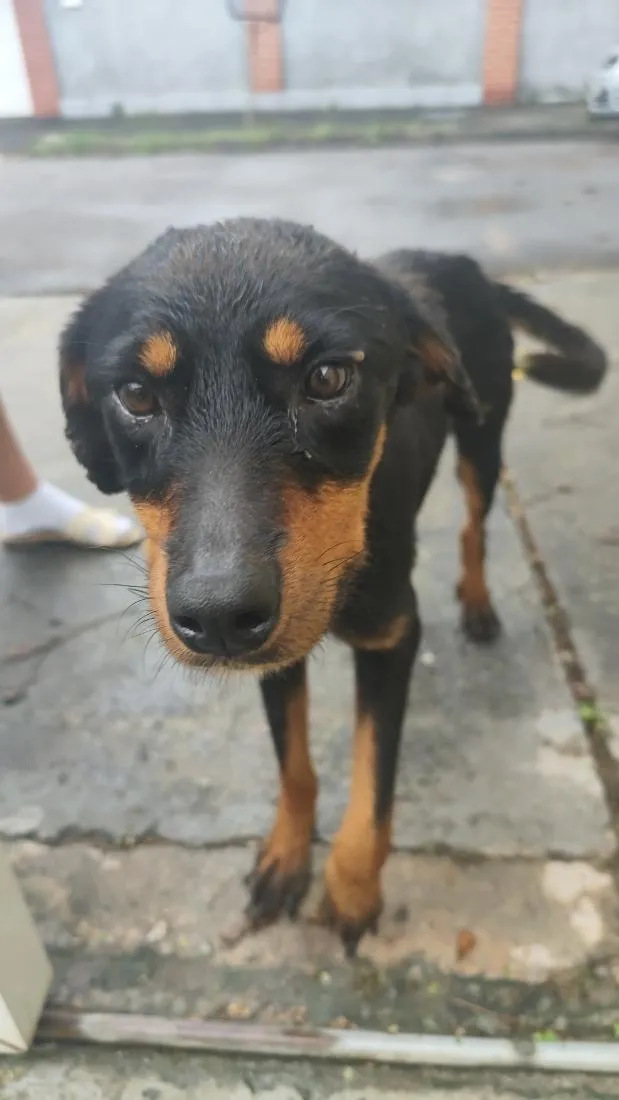 Cachorro raça Rottweiler idade 7 a 11 meses nome Mel