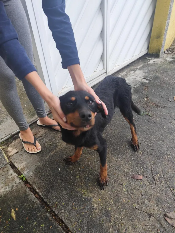 Cachorro raça Rottweiler idade 7 a 11 meses nome Mel