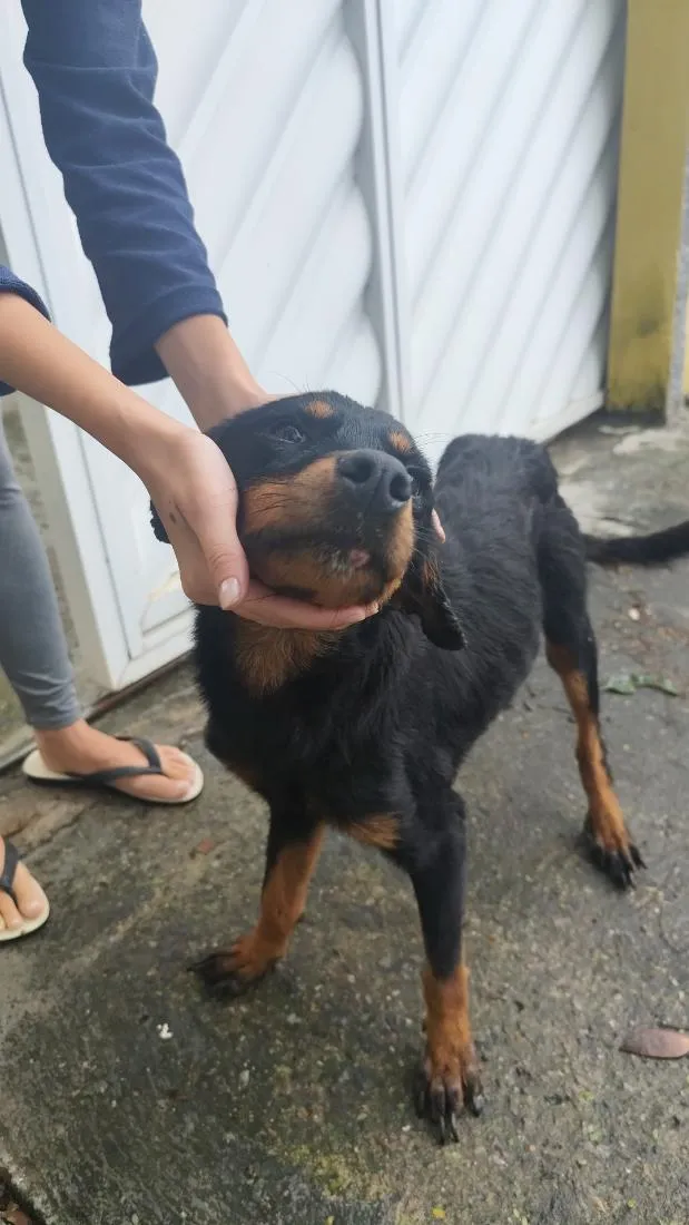 Cachorro raça Rottweiler idade 7 a 11 meses nome Mel