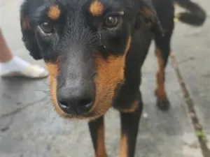 Cachorro raça Rottweiler idade 7 a 11 meses nome Mel