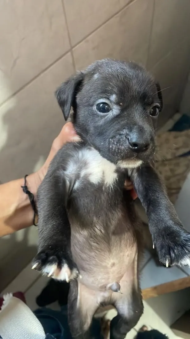 Cachorro raça SRD-ViraLata idade Abaixo de 2 meses nome não tem nomes ainda