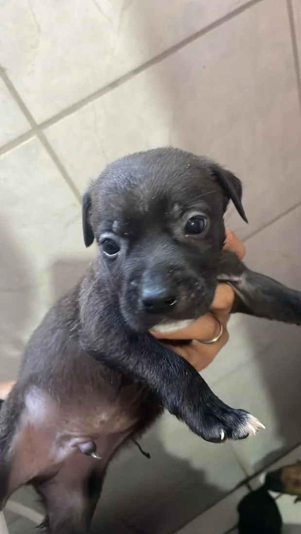 Cachorro raça SRD-ViraLata idade Abaixo de 2 meses nome não tem nomes ainda