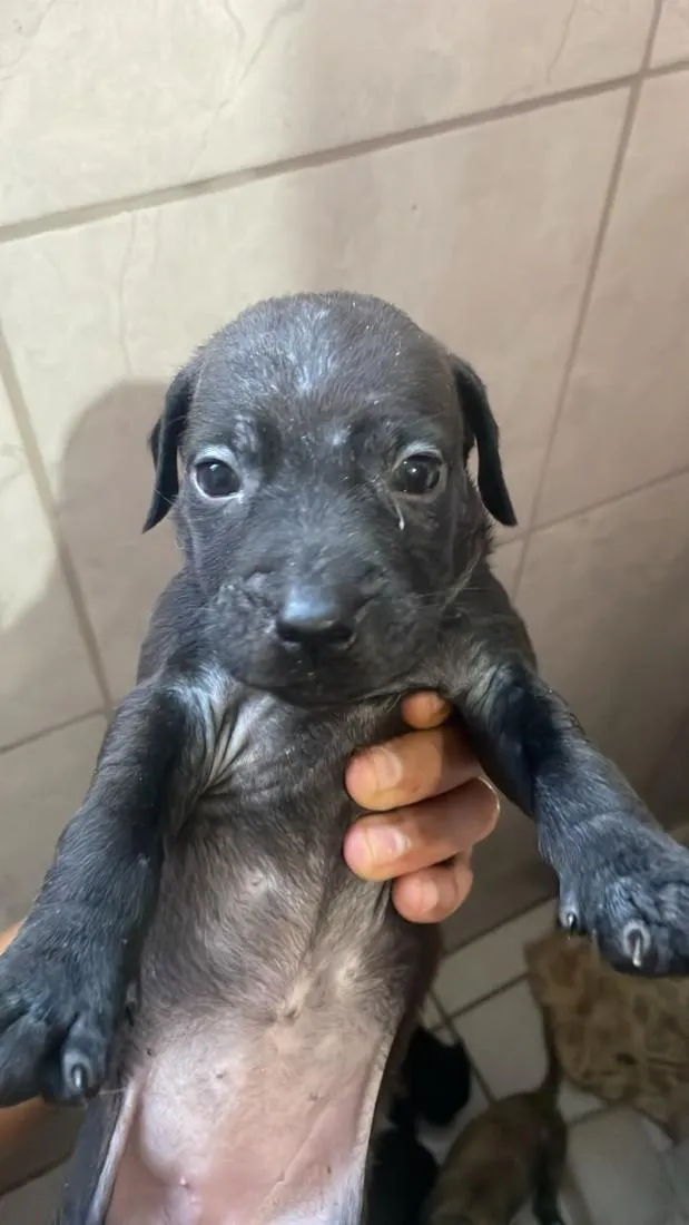 Cachorro raça SRD-ViraLata idade Abaixo de 2 meses nome não tem nomes ainda