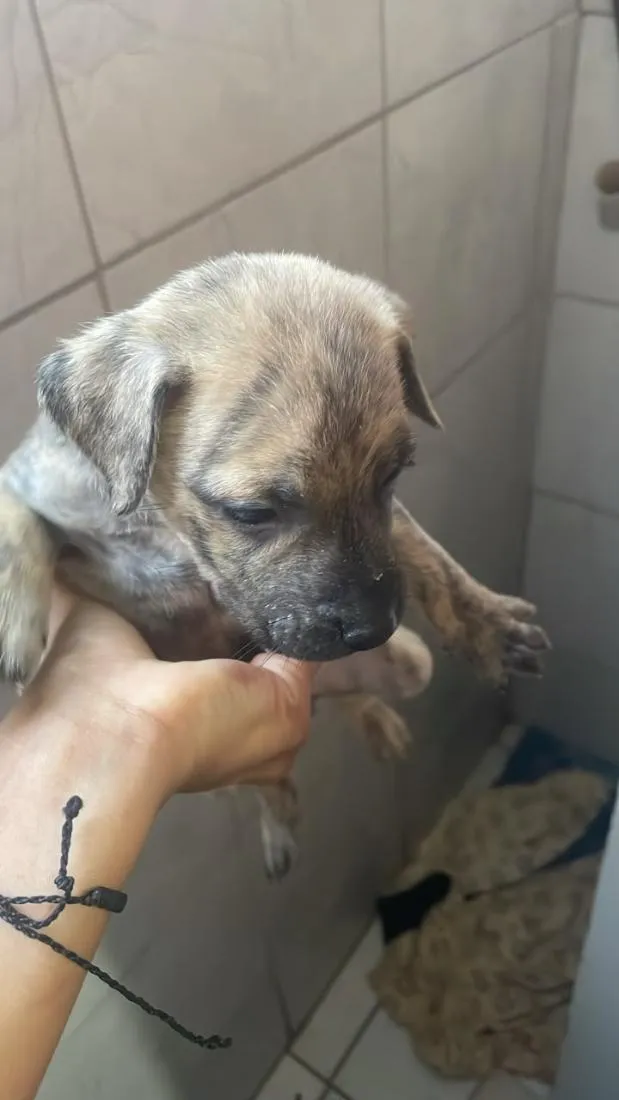 Cachorro raça SRD-ViraLata idade Abaixo de 2 meses nome não tem nomes ainda