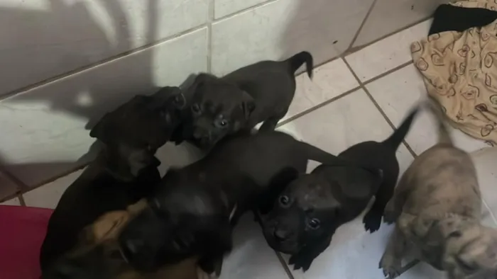 Cachorro raça SRD-ViraLata idade Abaixo de 2 meses nome não tem nomes ainda