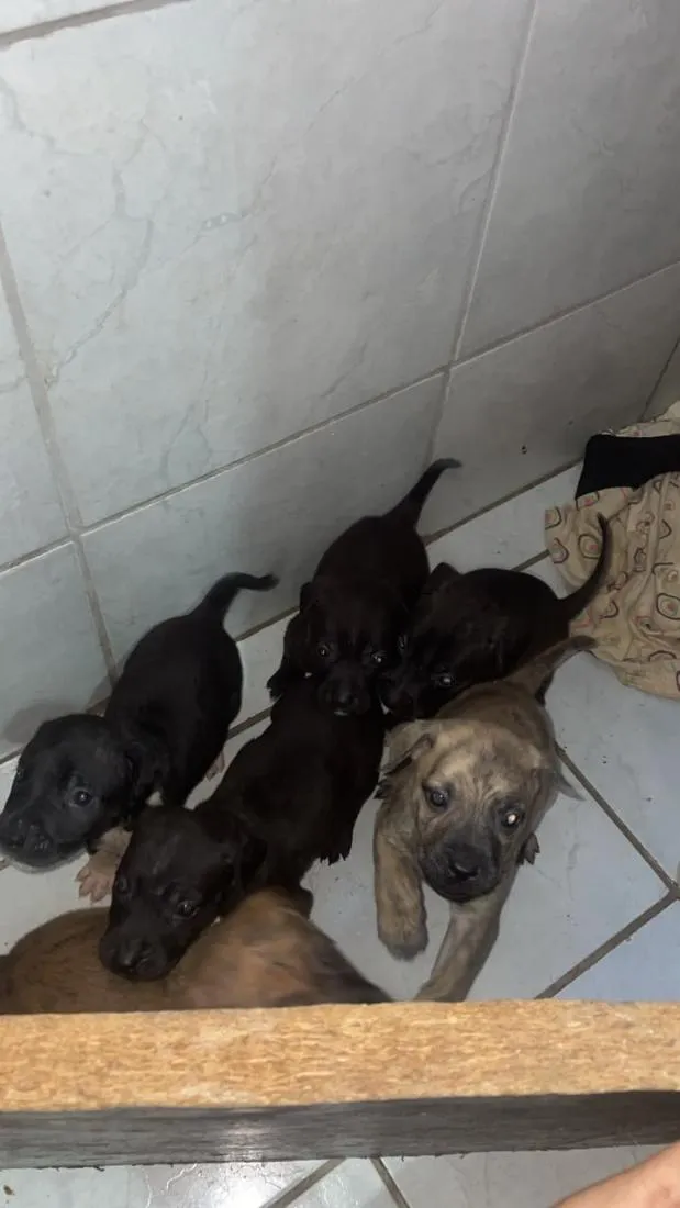 Cachorro raça SRD-ViraLata idade Abaixo de 2 meses nome não tem nomes ainda