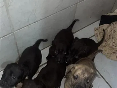 Cachorro raça SRD-ViraLata idade Abaixo de 2 meses nome não tem nomes ainda