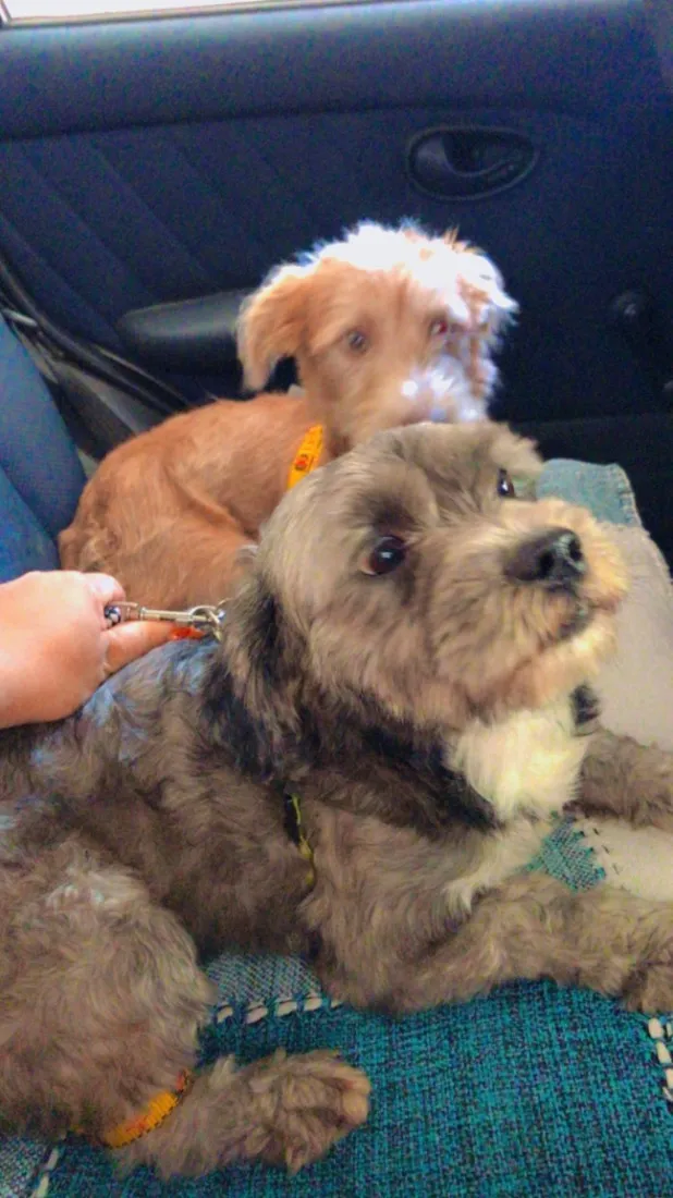 Cachorro raça SRD-ViraLata idade 2 anos nome Billy é luppy 