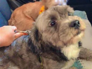 Cachorro raça SRD-ViraLata idade 2 anos nome Billy é luppy 
